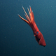Illustration for article titled Scientists discover bisexual squid of the deep